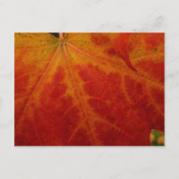 Red Maple Leaf Abstracte Autumn Natuur Fotografie