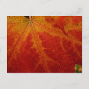 Red Maple Leaf Abstracte Autumn Natuur Fotografie Briefkaart