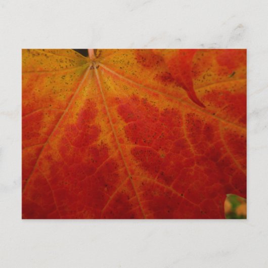 Red Maple Leaf Abstracte Autumn Natuur Fotografie Briefkaart (Voorkant)