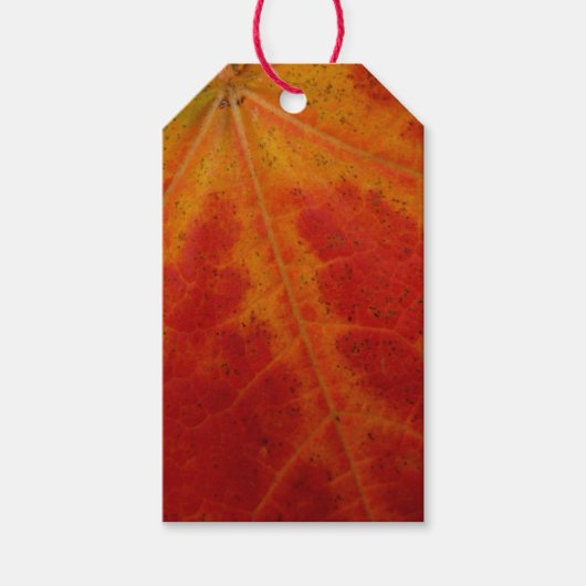 Red Maple Leaf Abstracte Autumn Natuur Fotografie Cadeaulabel (Voorkant)
