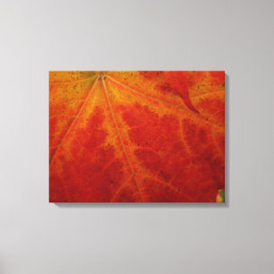 Red Maple Leaf Abstracte Autumn Natuur Fotografie Canvas Afdruk