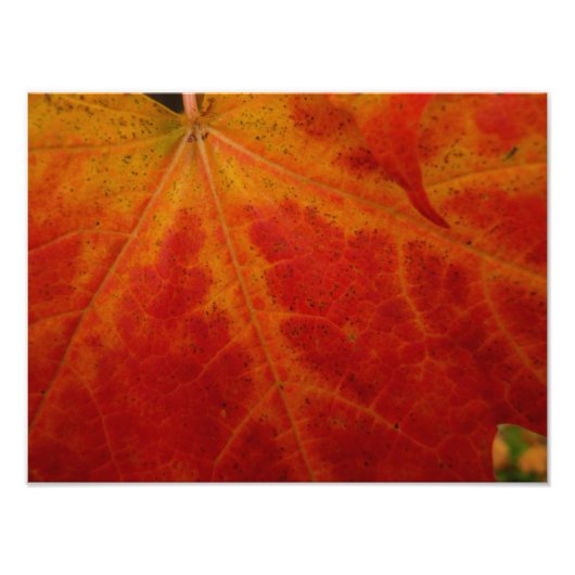 Red Maple Leaf Abstracte Autumn Natuur Fotografie Foto Afdruk (Voorkant)