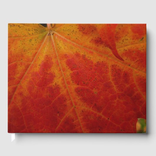 Red Maple Leaf Abstracte Autumn Natuur Fotografie Gastenboek (Voorkant)