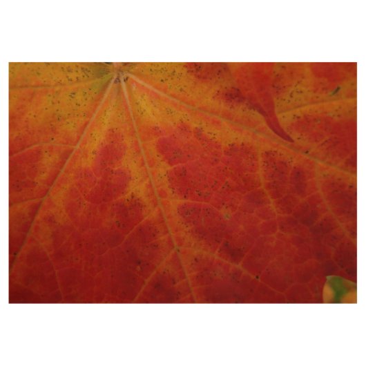 Red Maple Leaf Abstracte Autumn Natuur Fotografie Houten Poster (Voorkant)