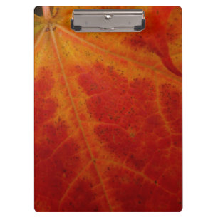 Red Maple Leaf Abstracte Autumn Natuur Fotografie Klembord