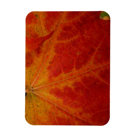 Red Maple Leaf Abstracte Autumn Natuur Fotografie Magneet (Verticaal)