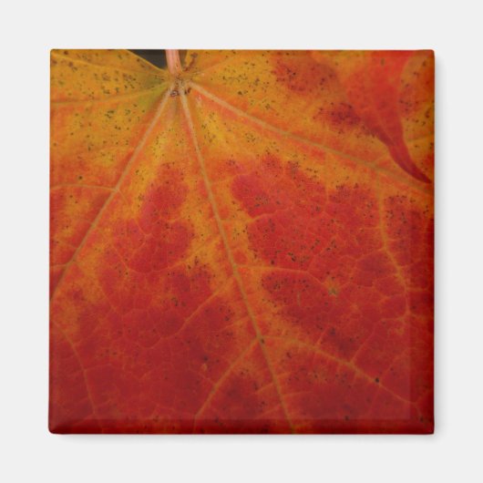 Red Maple Leaf Abstracte Autumn Natuur Fotografie Magneet (Voorkant)