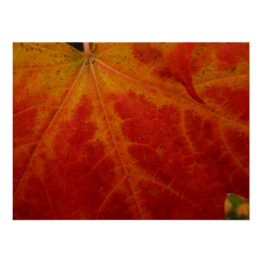 Red Maple Leaf Abstracte Autumn Natuur Fotografie Perfect Poster (Voorkant)