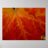 Red Maple Leaf Abstracte Autumn Natuur Fotografie Poster (Voorkant)