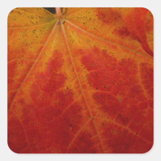 Red Maple Leaf Abstracte Autumn Natuur Fotografie Vierkante Sticker (Voorkant)