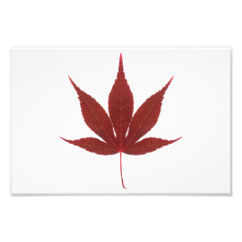 Red Maple Leaf Foto Afdruk