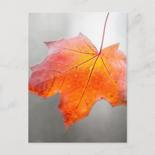 Red Maple Leaf - Mystique Autumn Briefkaart (Voorkant)