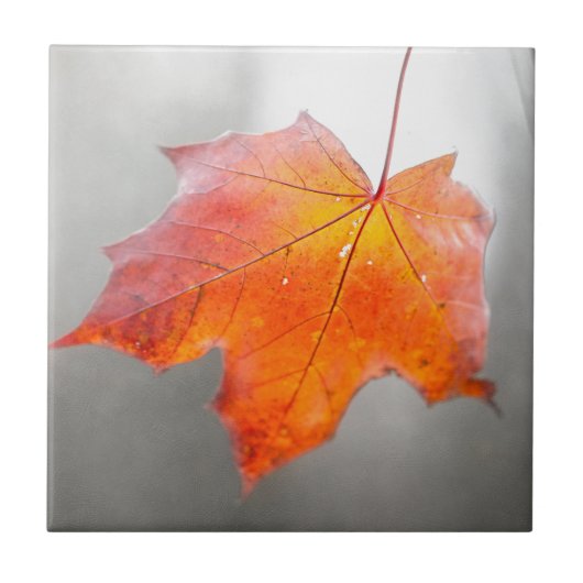 Red Maple Leaf - Mystique Autumn Tegeltje (Voorkant)