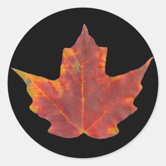 Red Maple Leaf Ronde Sticker (Voorkant)