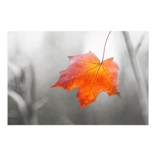 Red Maple Leaf - Velvet Autumn Foto Afdruk (Voorkant)
