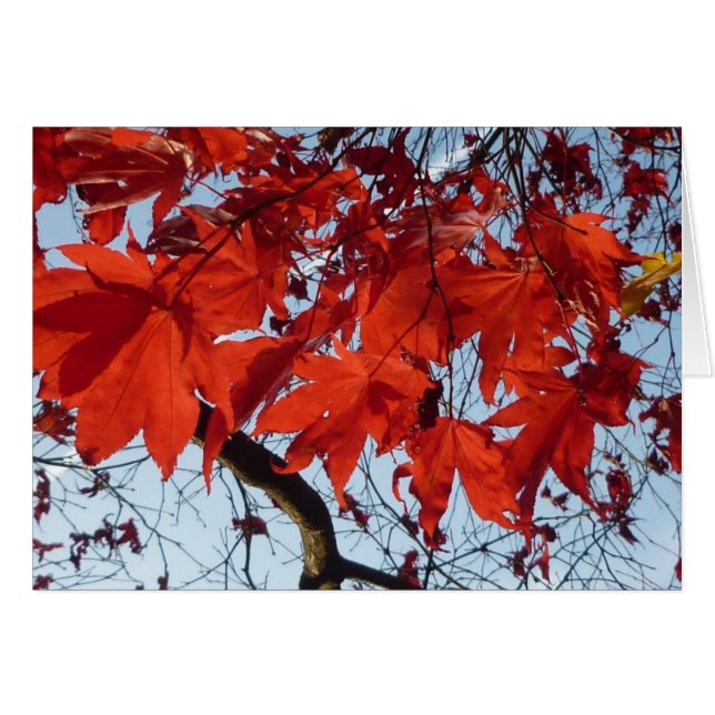 Red Maple Leaves (Voorkant Horizontaal)