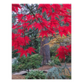 Red Maple Leaves in a Japanese Garden Foto Afdruk (Voorkant)