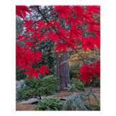 Red Maple Leaves in a Japanese Garden Perfect Poster (Voorkant)
