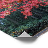 Red Maple Leaves on Tree Botancial Poster (Hoek)