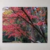Red Maple Leaves on Tree Botancial Poster (Voorkant)