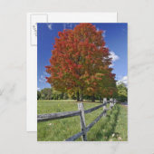 Red Maple tree in herfstkleuren, bij Concord, 2 Briefkaart (Voorkant / Achterkant)