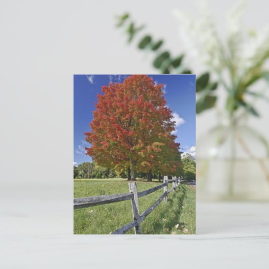 Red Maple tree in herfstkleuren, bij Concord, 2 Briefkaart (Staand voorkant)