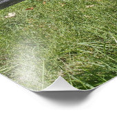 Red Maple tree in herfstkleuren, bij Concord, 2 Foto Afdruk (Hoek)