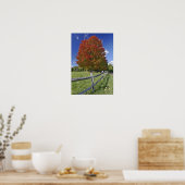 Red Maple tree in herfstkleuren, bij Concord, 2 Poster (Keuken)