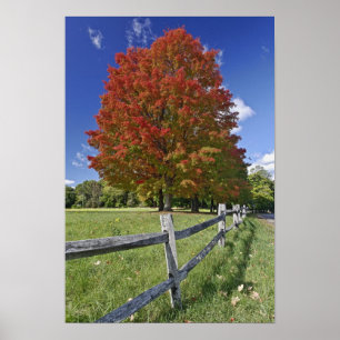 Red Maple tree in herfstkleuren, bij Concord, 2 Poster