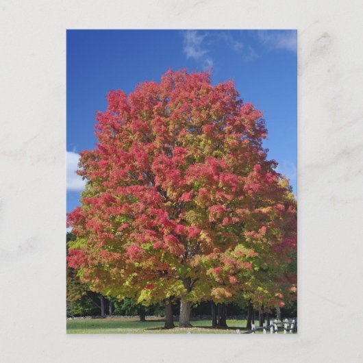Red Maple tree in herfstkleuren, bij Concord; Briefkaart (Voorkant)