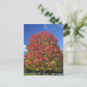 Red Maple tree in herfstkleuren, bij Concord; Briefkaart (Staand voorkant)