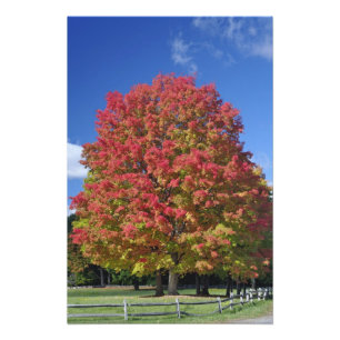 Red Maple tree in herfstkleuren, bij Concord; Foto Afdruk