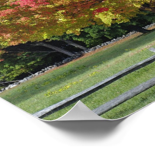 Red Maple tree in herfstkleuren, bij Concord; Poster (Hoek)