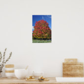 Red Maple tree in herfstkleuren, bij Concord; Poster (Keuken)