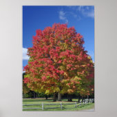 Red Maple tree in herfstkleuren, bij Concord; Poster (Voorkant)