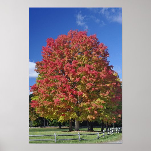 Red Maple tree in herfstkleuren, bij Concord; Poster (Voorkant)