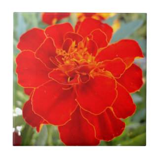 Red Marigold Flower Summer Flora sluit Pattern op Tegeltje