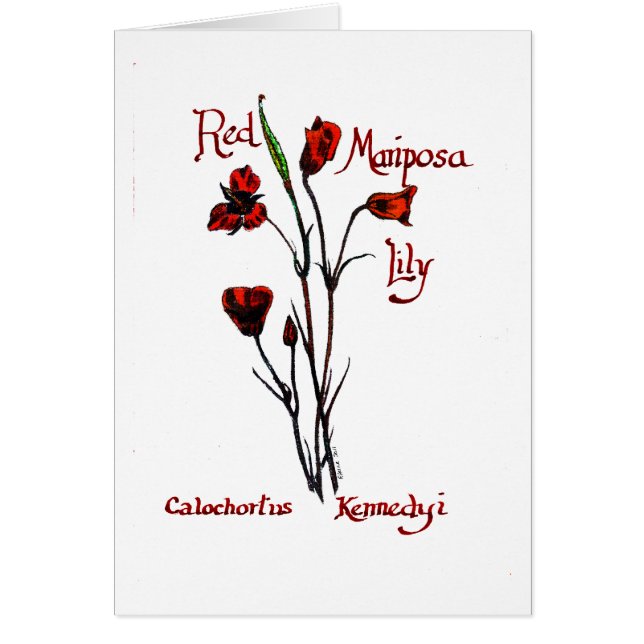 Red Marisposa Lily (Voorkant)