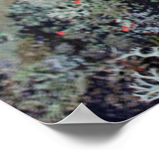 Red Matchstick Lichen Poster (Hoek)