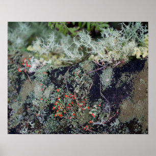 Red Matchstick Lichen Poster