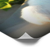 Red Merle 2 Australian Shepherd Poster (Hoek)