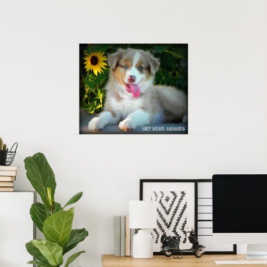 Red Merle 2 Australian Shepherd Poster (Thuiskantoor)