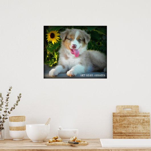Red Merle 2 Australian Shepherd Poster (Keuken)