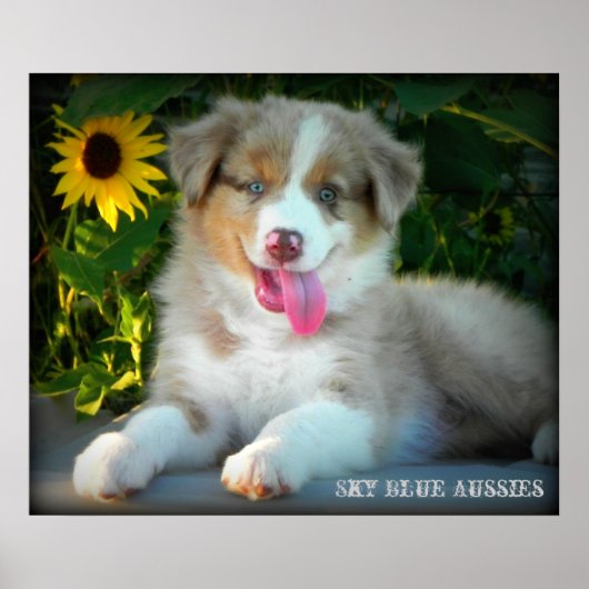 Red Merle 2 Australian Shepherd Poster (Voorkant)