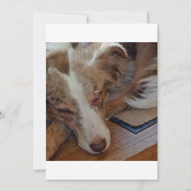 Red Merle Aussie Slapen (Voorkant)