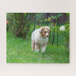 Red Merle Australian Shepherd Legpuzzel