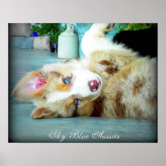 Red Merle Australian Shepherd Puppy Poster (Voorkant)