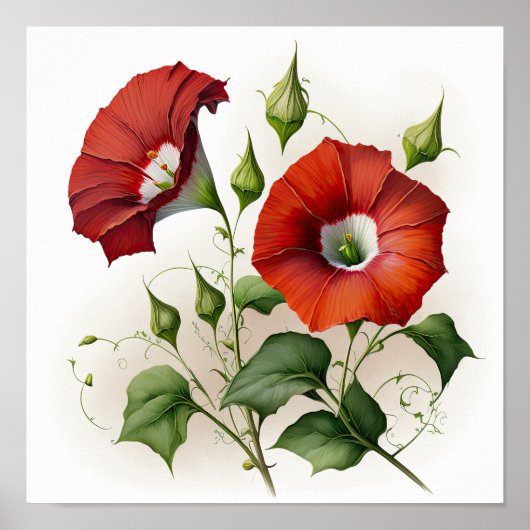 Red Morning Glory Flowers Art Print Poster (Voorkant)