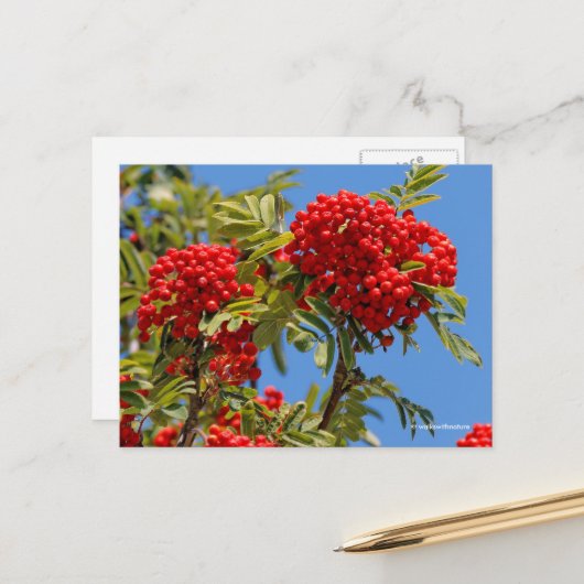 Red Mountain Ash Rowan Berries Briefkaart (Voorkant / Achterkant in situ)