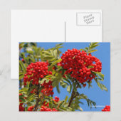 Red Mountain Ash Rowan Berries Briefkaart (Voorkant / Achterkant)